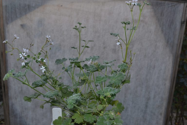 Fringed Apple Fringed Apple
