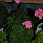 Beverley Scammell Bewerly Scammell