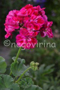 Fee Cerise Polina Fee Cerise Polina