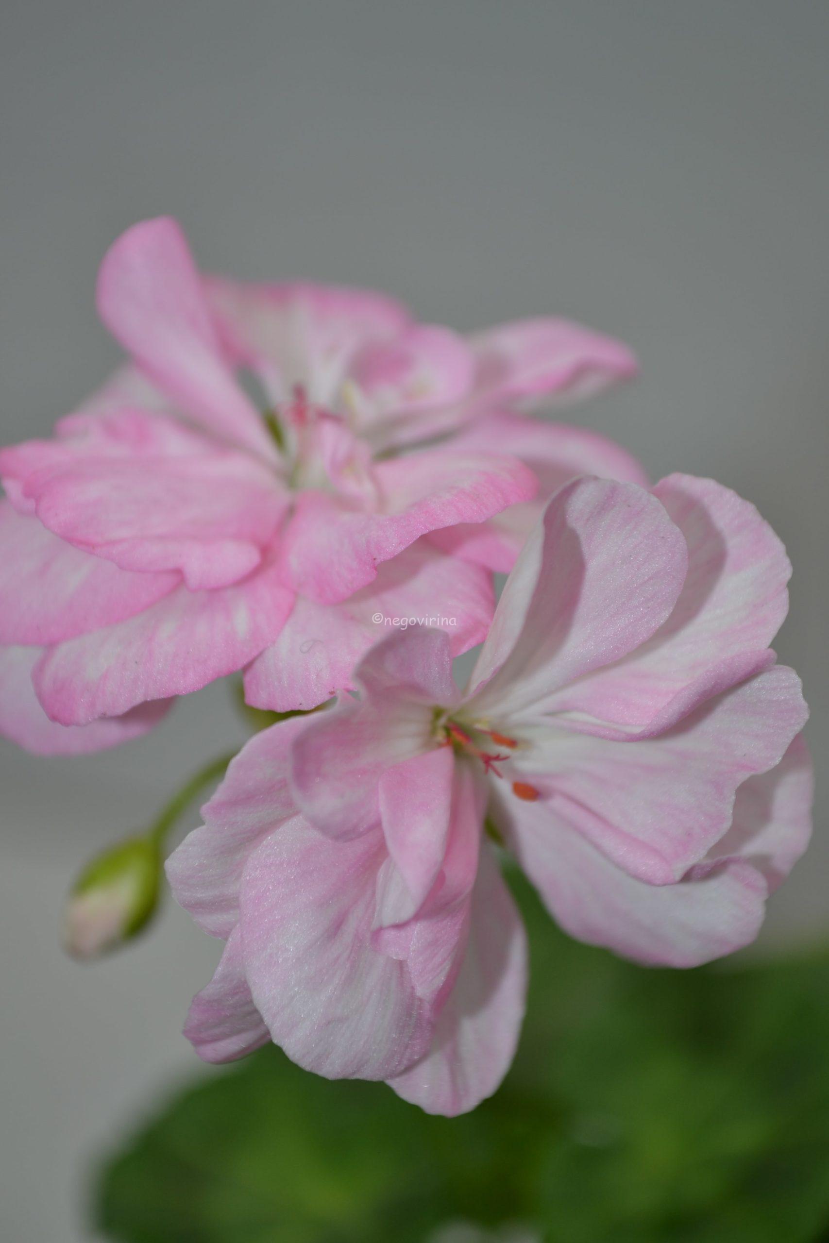 Deacon Lilac Mist