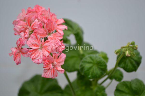 Princess Caroline