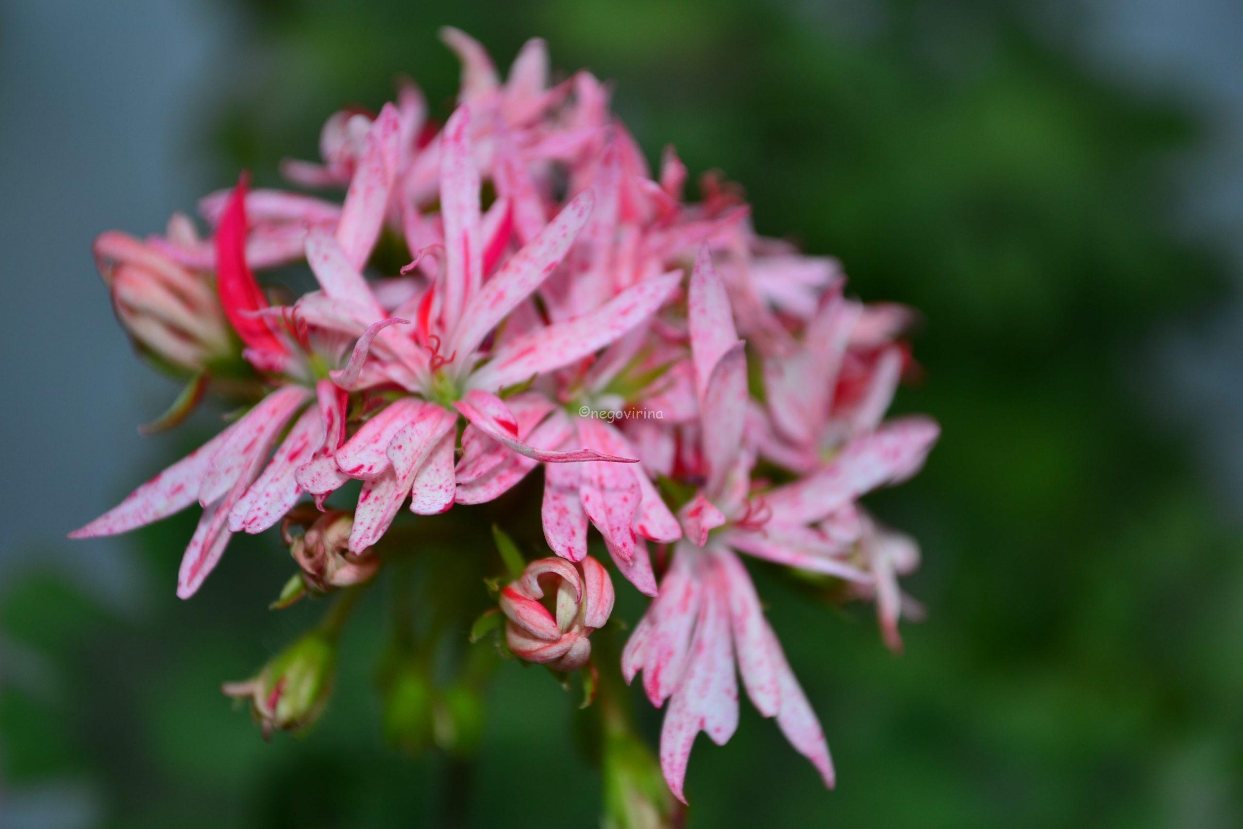 Bob Hall Bob Hall