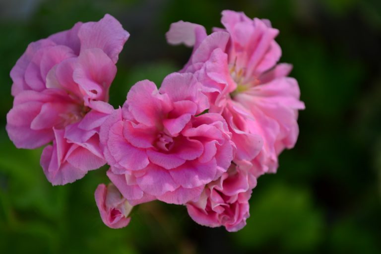 Pink Rosebud Pink Rosebud