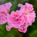 Pink Rosebud Pink Rosebud