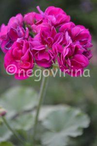 Бордовые Frank Hazel
