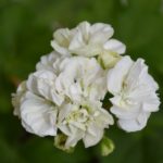 Белые Odensjo Timmelisa