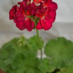Бордовые Odensjo Tango