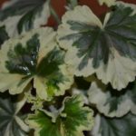 Сорта пеларгоний по сериям Ansbrook Mulberry Blotch