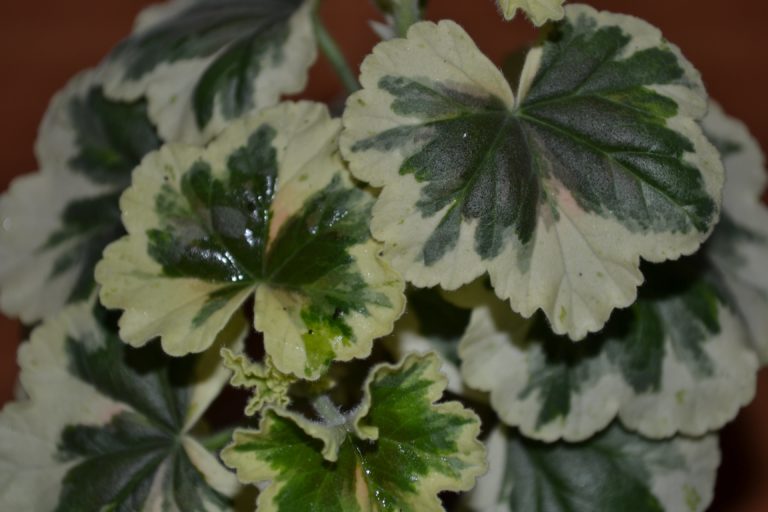 Сорта пеларгоний по сериям Ansbrook Mulberry Blotch