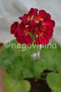 Бордовые Odensjo Tango