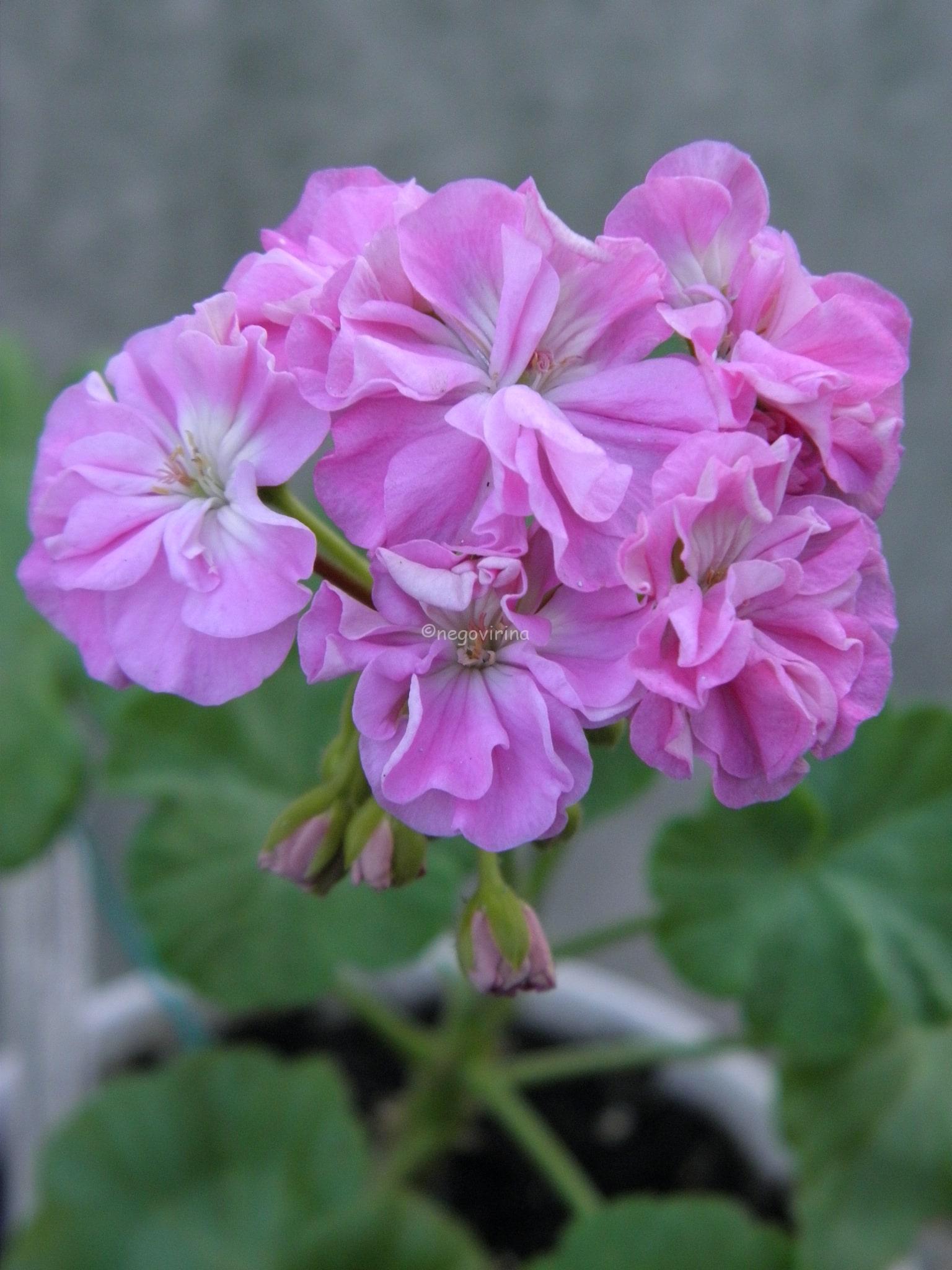 Barnstondale Barnstondale