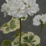 Белые Ivory Snow