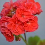 Мои сорта отечественной селекции Лили Садовница Карлотта