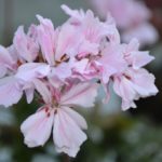 Сиреневые Rushmoor Bondi Blue