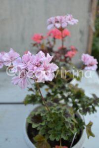 Сиреневые Rushmoor Bondi Blue