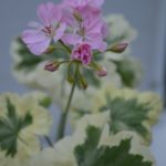 Сиреневые Nettlestone