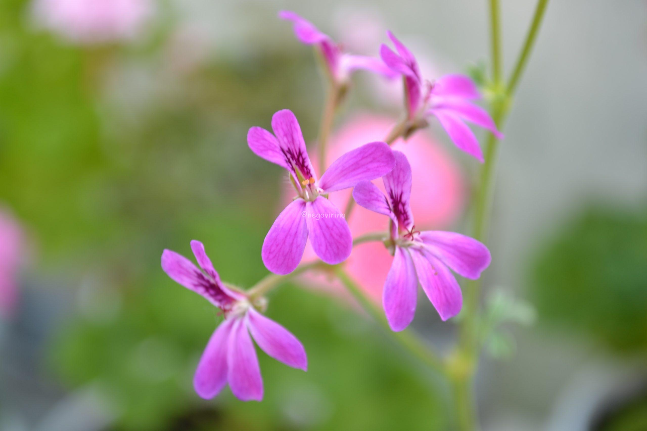 Deerwood Lavender Lad Deerwood Lavender Lad