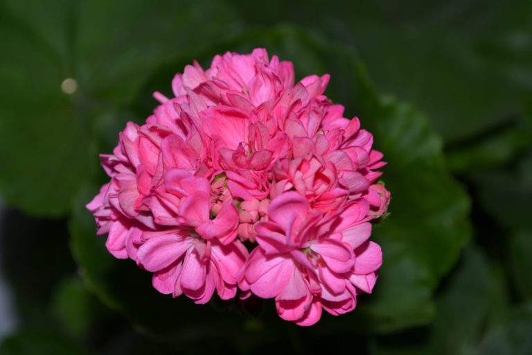 Мои сорта A - B Brollopspelargon (Nanny)
