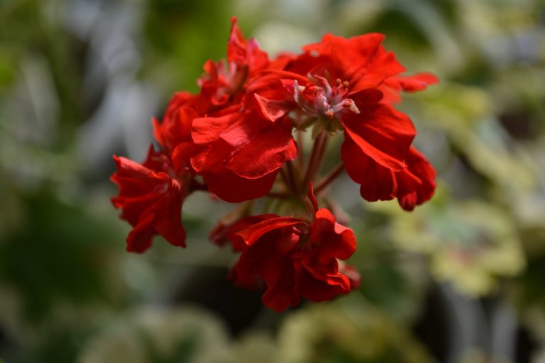 Мои сорта C - D Cherry Coctail