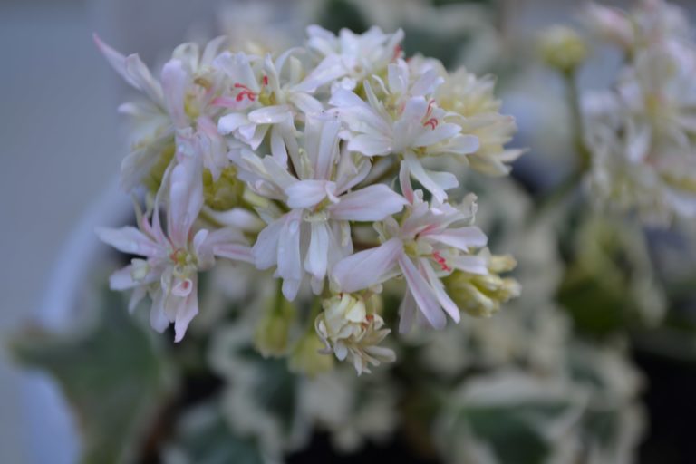 Мои сорта S - U Silver Snow