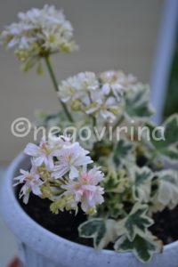 Мои сорта S - U Silver Snow
