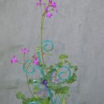 Мои сорта C - D Deerwood Lavender Lad