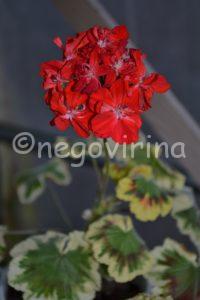 Мои сорта C - D Cherry Coctail