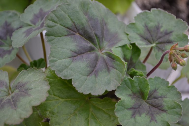 Мои сорта A - B Black Knight Lavender
