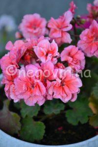 Мои сорта A - B Brookside Miranda