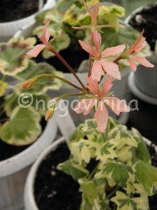 Мои сорта S - U Silver Dawn