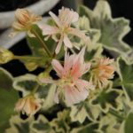 Мои сорта S - U Silver Snow