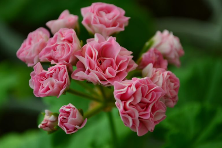 Мои сорта P - R Princess Philippa