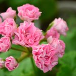 Мои сорта P - R Princess Philippa