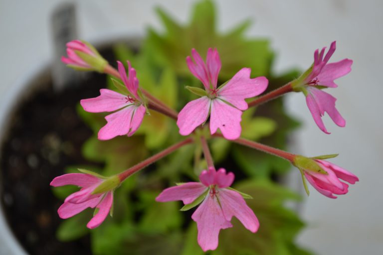 Мои сорта H - L Lotusland