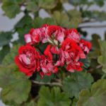 Мои сорта S - U Vectis Rosebud