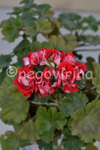 Мои сорта S - U Vectis Rosebud