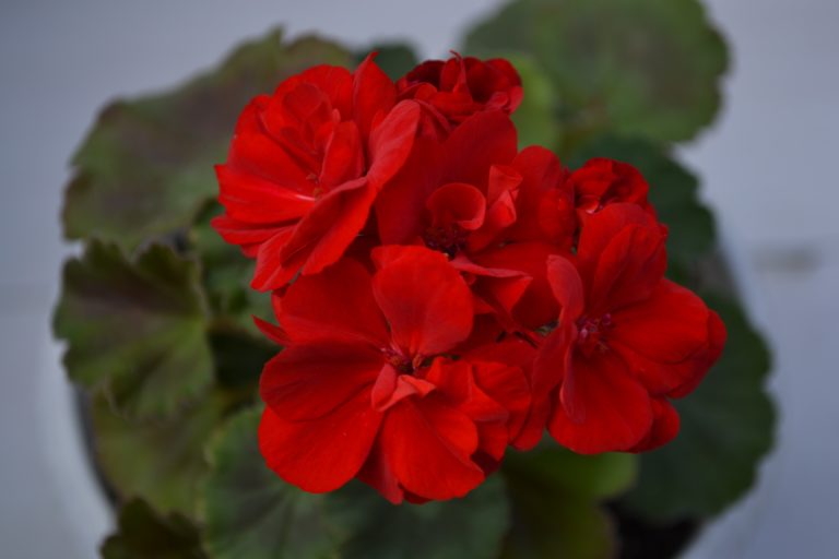 Мои сорта P - R Odensjo Madam Bovary
