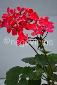 Мои сорта H - L Honnestoltz