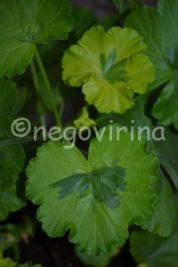 Мои сорта H - L Mangles Variegated
