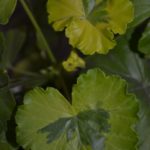 Мои сорта H - L Mangles Variegated