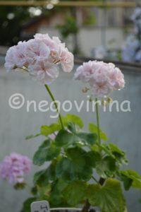 Мои сорта H - L Iris Mepham