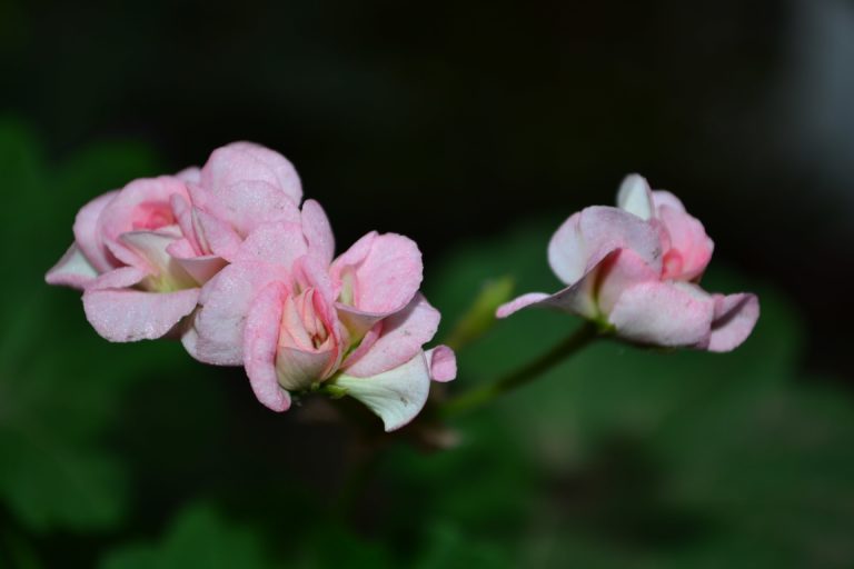 Мои сорта C - D Grainger's Antique Rose