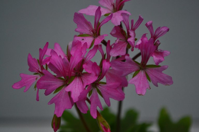 Мои сорта H - L Lotusland