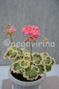 Мои сорта S - U Warrenorth Coral