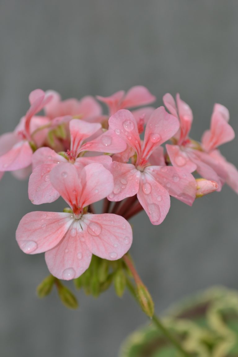 Мои сорта P - R Pink Dolly Varden