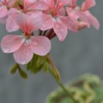 Мои сорта P - R Pink Dolly Varden