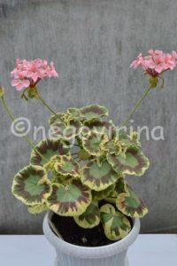 Мои сорта P - R Pink Dolly Varden