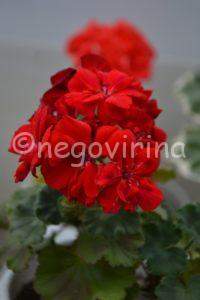 Мои сорта P - R Odensjo Madam Bovary