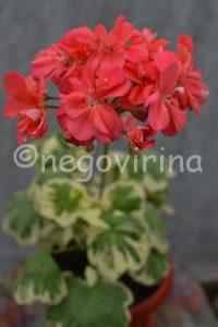 Мои сорта S - U Wirral Target