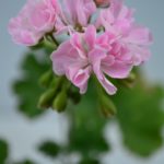 Мои сорта P - R Odensjö Violette Flore